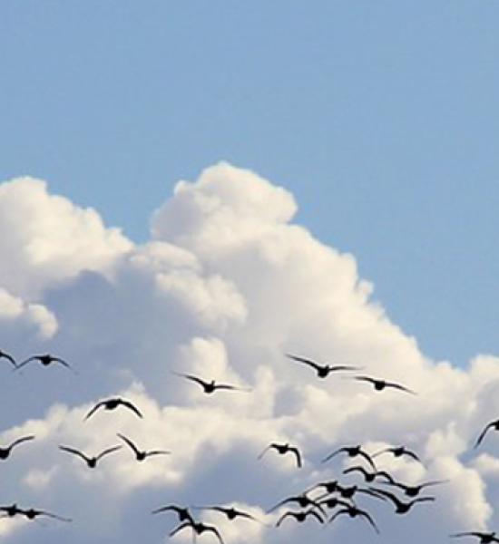 Salamanca reuniu 400 profissionais da área da deficiência e do envelhecimento 